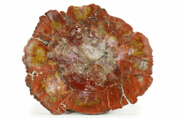Rainbow Colored Polished Petrified Wood Round - Arizona #284988